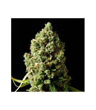 Critical Kush - Barney's Farm