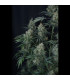 Gorilla Z Auto Fast Buds | Αυτόματοι Σπόροι Κάνναβης