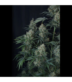 Gorilla Z Auto