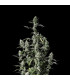 Gorilla Z Auto Fast Buds | Αυτόματοι Σπόροι Κάνναβης