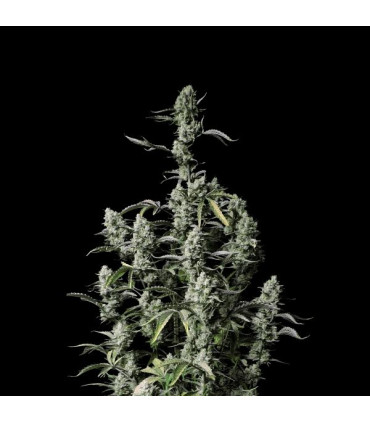 Gorilla Z Auto Fast Buds | Αυτόματοι Σπόροι Κάνναβης