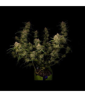 Guava Auto Fast Buds - Αυτόματοι Σπόροι Κάνναβης