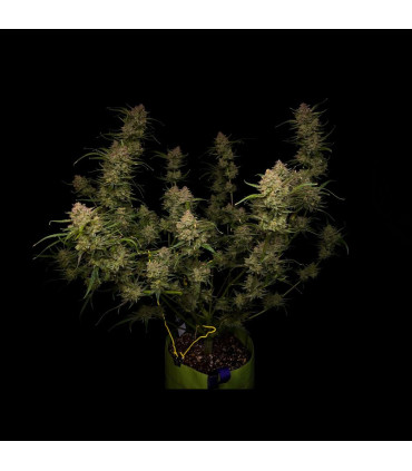 Guava Auto Fast Buds | Αυτόματοι Σπόροι Κάνναβης