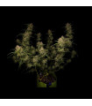 Guava Auto