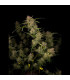 Guava Auto Fast Buds | Αυτόματοι Σπόροι Κάνναβης