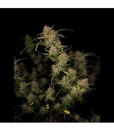 Guava Auto Fast Buds | Αυτόματοι Σπόροι Κάνναβης