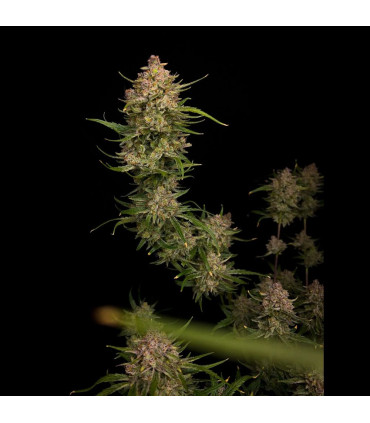 Guava Auto Fast Buds | Αυτόματοι Σπόροι Κάνναβης