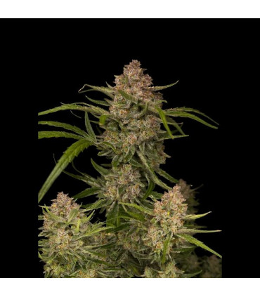 Guava Auto Fast Buds | Αυτόματοι Σπόροι Κάνναβης