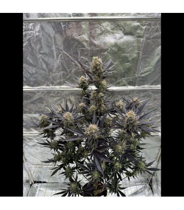 Guava Auto RF3 Fast Buds | Αυτόματοι Σπόροι Κάνναβης