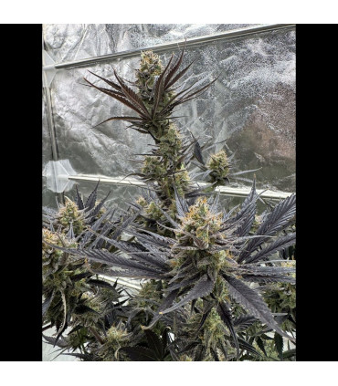 Guava Auto RF3 Fast Buds | Αυτόματοι Σπόροι Κάνναβης