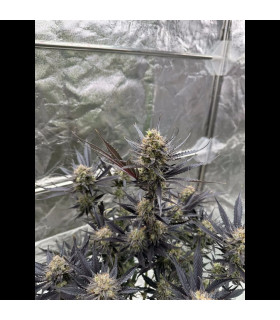 Guava Auto RF3