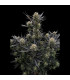 Guava Auto RF3 Fast Buds | Αυτόματοι Σπόροι Κάνναβης