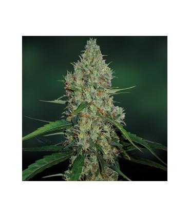 G13 Haze - Barney's Farm