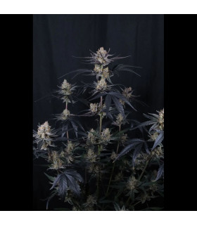 Guava Runtz Auto Fast Buds - Αυτόματοι Σπόροι Κάνναβης