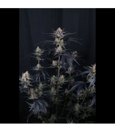 Guava Runtz Auto Fast Buds | Αυτόματοι Σπόροι Κάνναβης