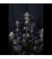 Guava Runtz Auto