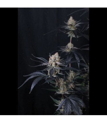 Guava Runtz Auto Fast Buds | Αυτόματοι Σπόροι Κάνναβης