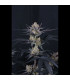 Guava Runtz Auto Fast Buds | Αυτόματοι Σπόροι Κάνναβης