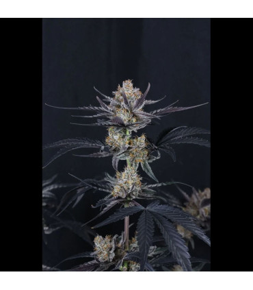 Guava Runtz Auto Fast Buds | Αυτόματοι Σπόροι Κάνναβης