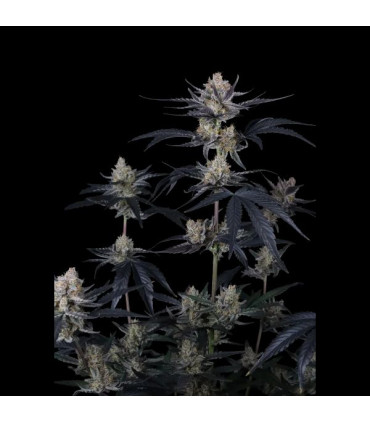 Guava Runtz Auto Fast Buds | Αυτόματοι Σπόροι Κάνναβης