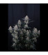 Guava Sundae Auto Fast Buds | Αυτόματοι Σπόροι Κάνναβης