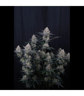 Guava Sundae Auto Fast Buds - Αυτόματοι Σπόροι Κάνναβης