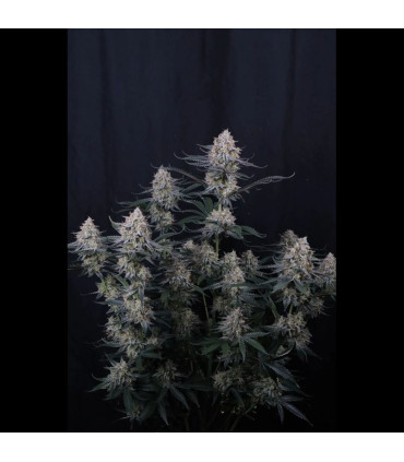 Guava Sundae Auto Fast Buds | Αυτόματοι Σπόροι Κάνναβης
