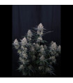 Guava Sundae Auto