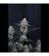 Guava Sundae Auto Fast Buds | Αυτόματοι Σπόροι Κάνναβης