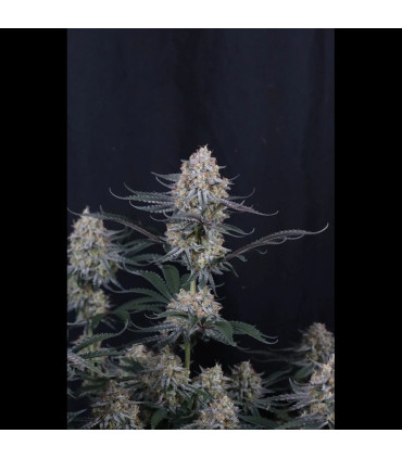 Guava Sundae Auto Fast Buds | Αυτόματοι Σπόροι Κάνναβης