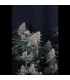Guava Sundae Auto Fast Buds | Αυτόματοι Σπόροι Κάνναβης