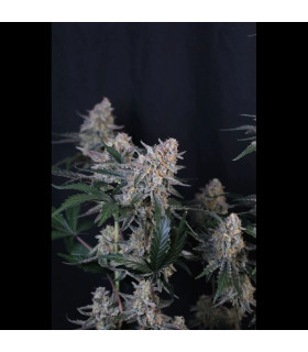 Guava Sundae Auto
