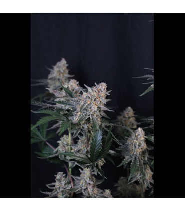 Guava Sundae Auto Fast Buds | Αυτόματοι Σπόροι Κάνναβης