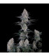 Guava Sundae Auto Fast Buds | Αυτόματοι Σπόροι Κάνναβης