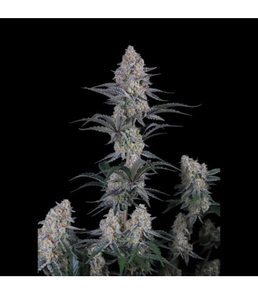 Guava Sundae Auto Fast Buds | Αυτόματοι Σπόροι Κάνναβης