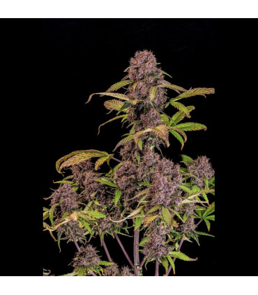 Lemon Cherry Cookies Fast Buds | Αυτόματοι Σπόροι Κάνναβης