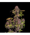 Lemon Cherry Cookies Auto