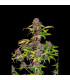 Lemon Cherry Cookies Fast Buds | Αυτόματοι Σπόροι Κάνναβης