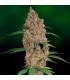 Laughing Buddha - Barney's Farm