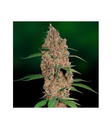 Laughing Buddha - Barney's Farm