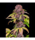 Lemon Cherry Cookies Fast Buds | Αυτόματοι Σπόροι Κάνναβης