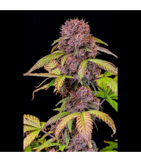 Lemon Cherry Cookies Auto