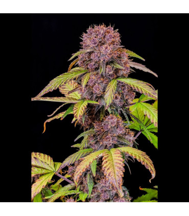 Lemon Cherry Cookies Fast Buds | Αυτόματοι Σπόροι Κάνναβης