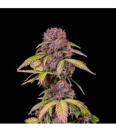 Lemon Cherry Cookies Fast Buds | Αυτόματοι Σπόροι Κάνναβης