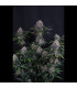 Lemon Cherry Sundae Fast Buds | Αυτόματοι Σπόροι Κάνναβης