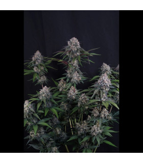 Lemon Cherry Sundae Fast Buds - Αυτόματοι Σπόροι Κάνναβης