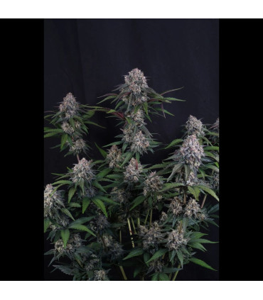 Lemon Cherry Sundae Fast Buds | Αυτόματοι Σπόροι Κάνναβης
