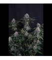 Lemon Cherry Sundae Auto