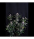 Lemon Cherry Sundae Fast Buds | Αυτόματοι Σπόροι Κάνναβης