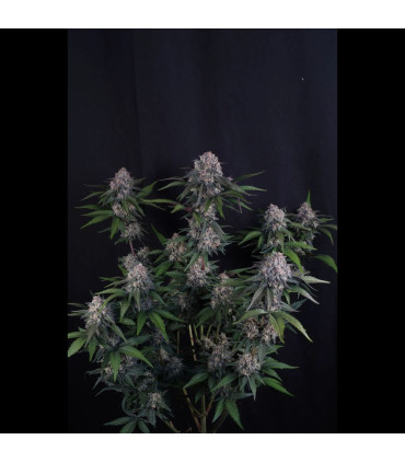 Lemon Cherry Sundae Fast Buds | Αυτόματοι Σπόροι Κάνναβης